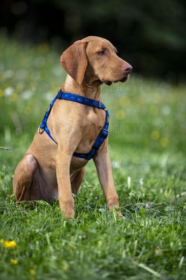 Vizsla puppy