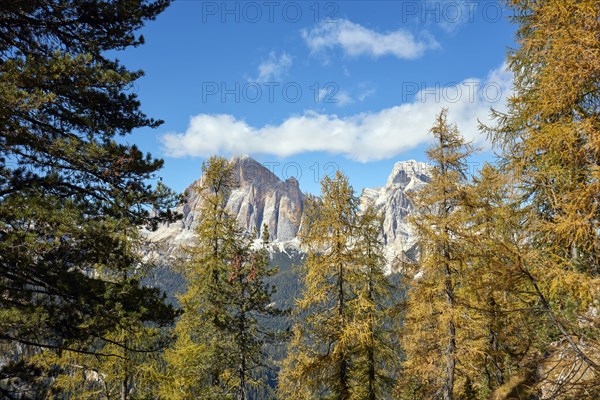 View through autumnal larch forest towards the summit of the Fanes Group