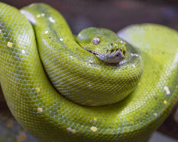 Green tree python