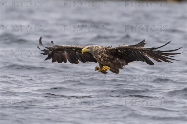 White-tailed eagle