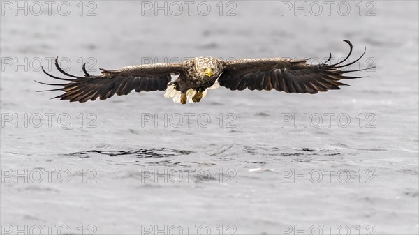 White-tailed eagle