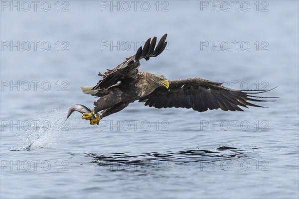 White-tailed eagle