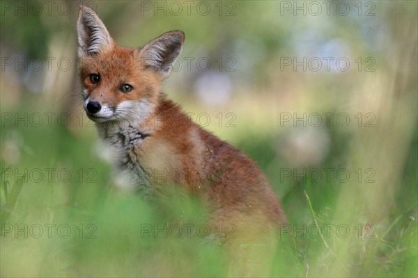 Red fox