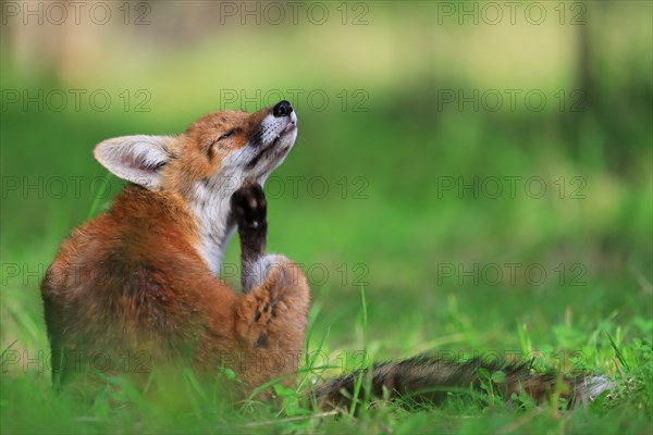 Red fox