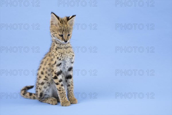 Serval