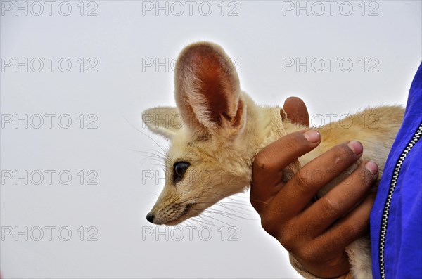 Hand holding desert fox