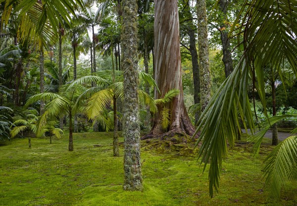 Blue Eucalyptus