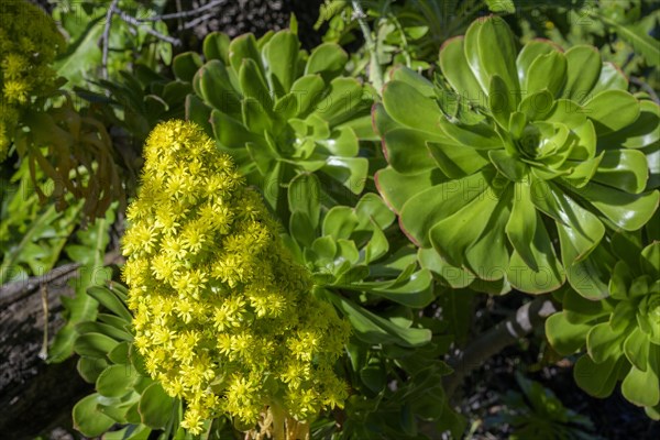 Flowering tree aeonium