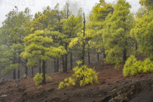 Canary island pine