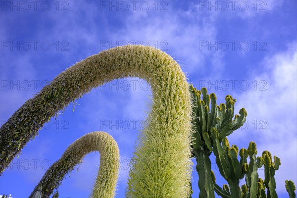 Flowering Dragon Tree Agave or lion's tail