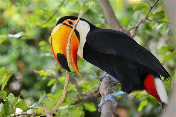 Toco toucan