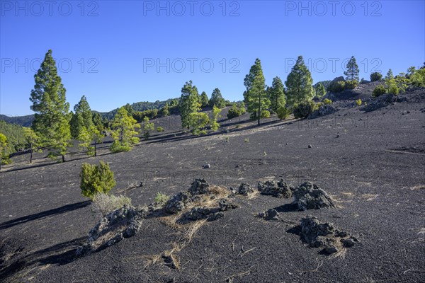 Canary island pine