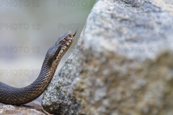 Common european viper