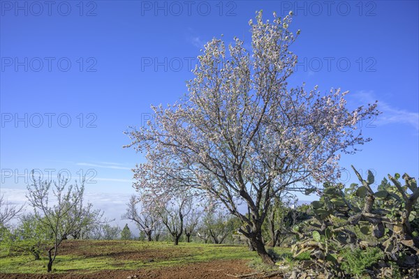 Flowering almond tree