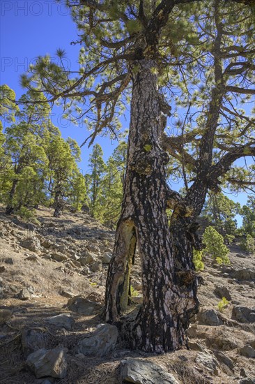 Large cavity in a Canary Island canary island pine