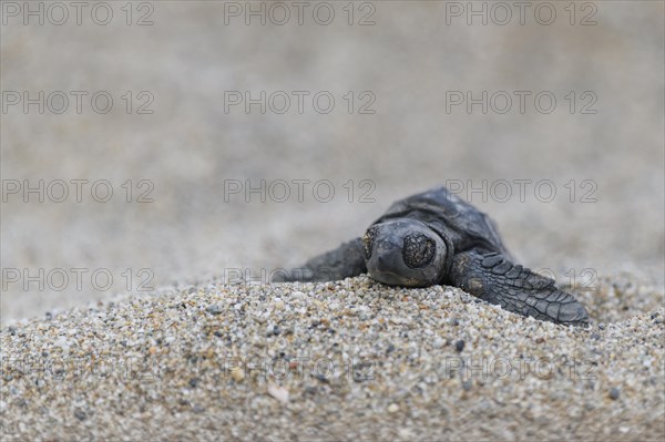 Loggerhead sea turtle