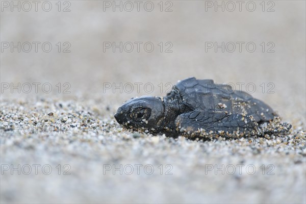 Loggerhead sea turtle