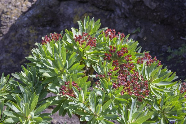 Endemic tabaiba roja