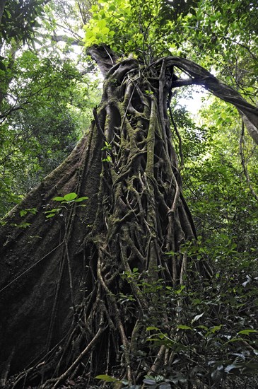 Strangler fig