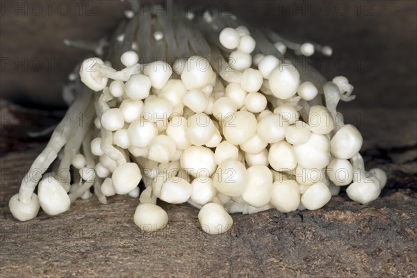 Edible Enoki Mushroom or Common golden needle mushroom