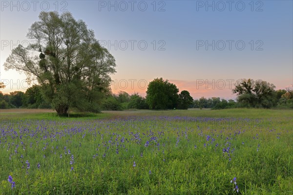 Siberian iris