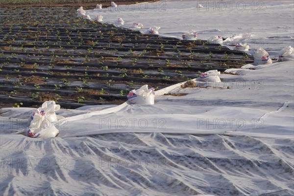 Lettuce field covered with gauze and black foil