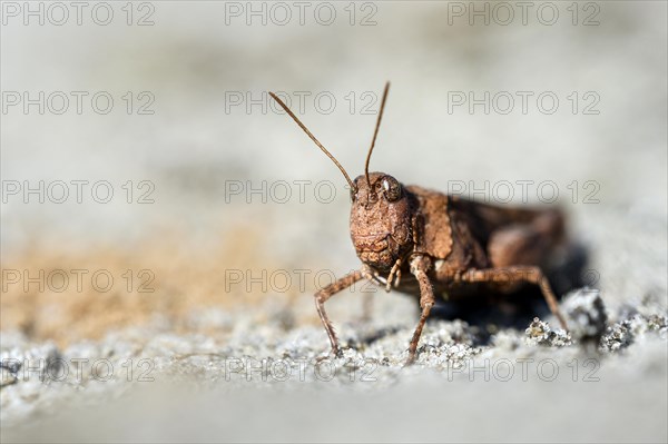 Blue-winged grasshopper