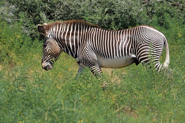 Grevy's zebra