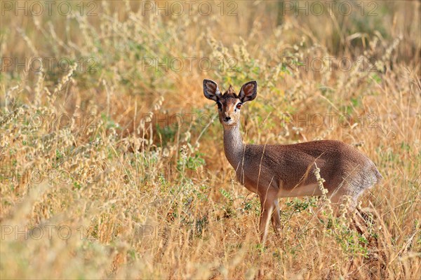 Dik dik