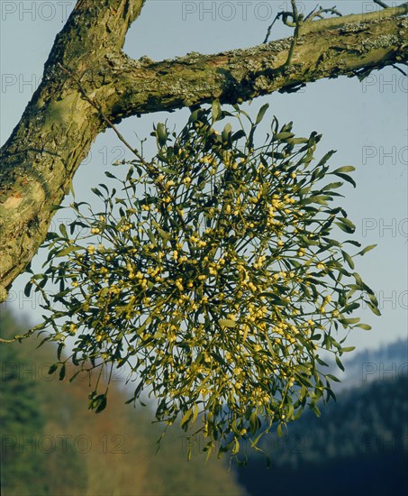 European mistletoe