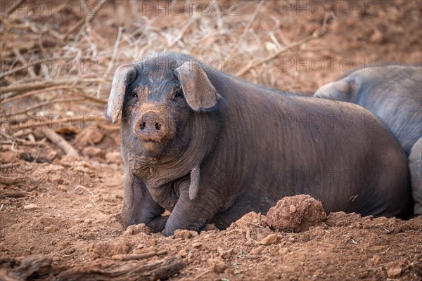 Iberian pig