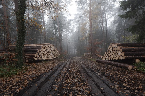 Wood pile of felled spruces ready for removal in autumnal forest