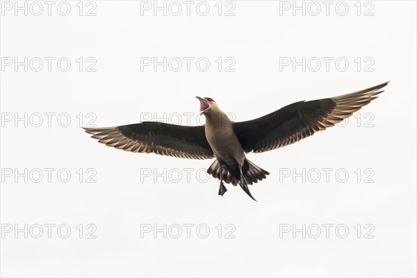 Arctic skua