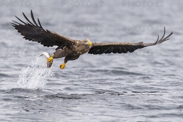 White-tailed eagle