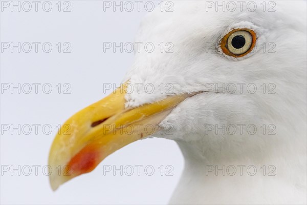 European herring gull