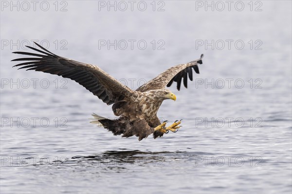 White-tailed eagle