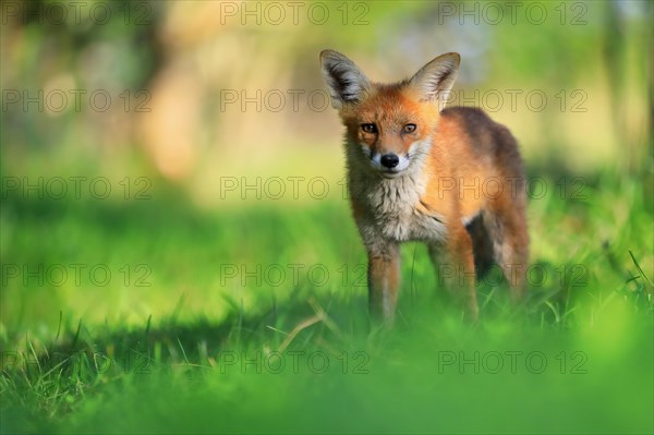 Red fox