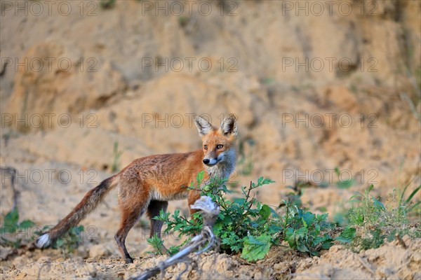 Red fox