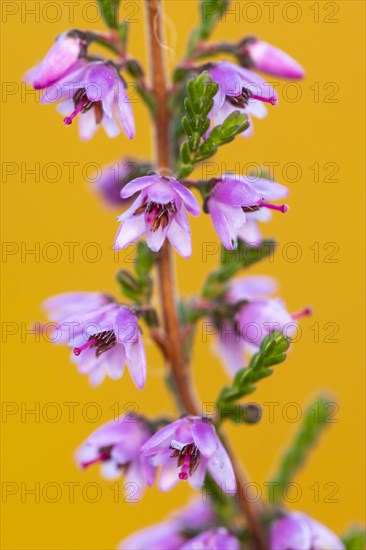 Common heather