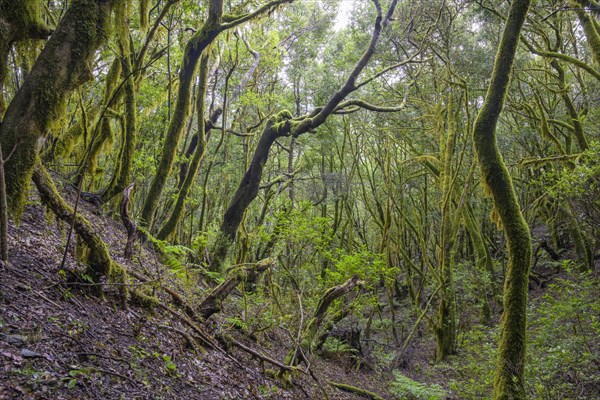 Laurel forest near El Cedro