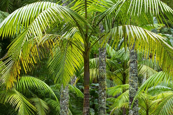 Tree ferns