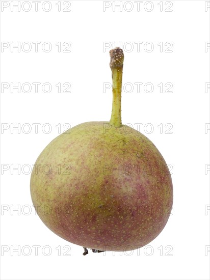 Pear variety Summerblood pear