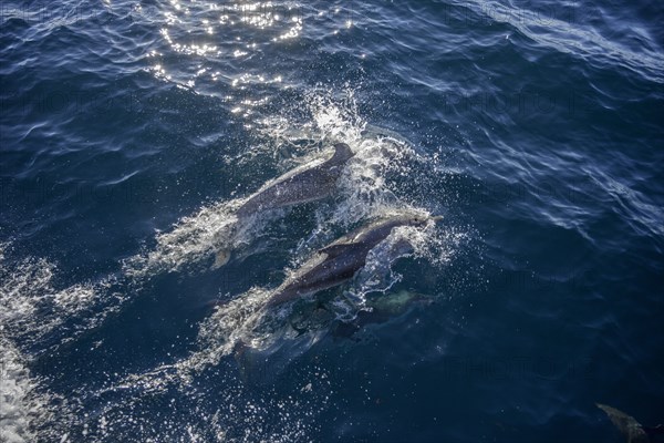 Spotted dolphins