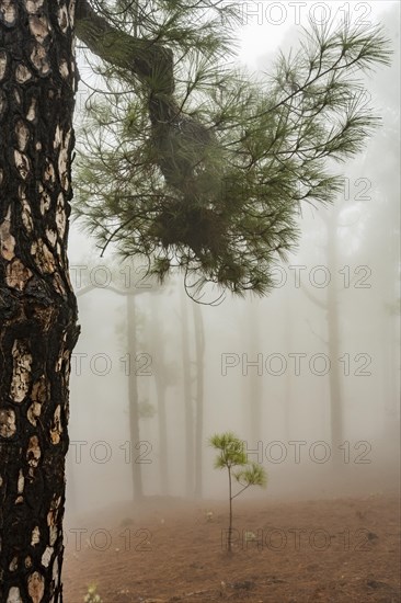 Canary island pine