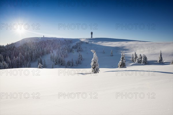 Snow-covered spruces