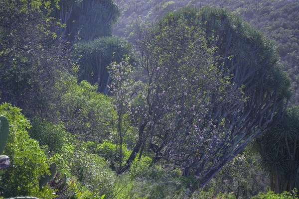 Canary canary islands dragon tree