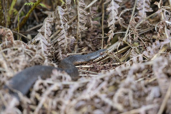 Common european viper