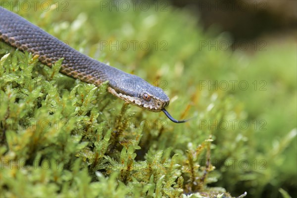 Common european viper