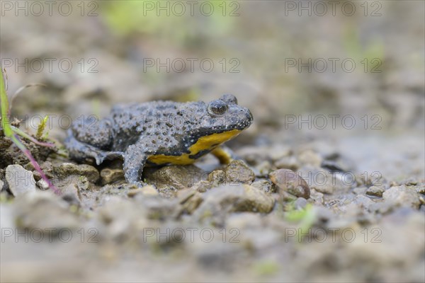 Yellow-bellied toad