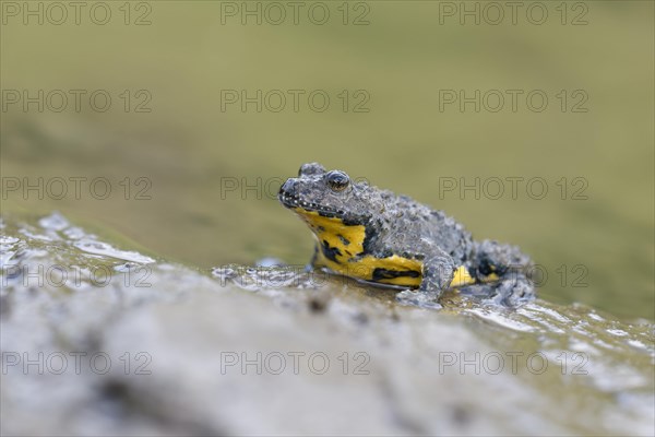 Yellow-bellied toad